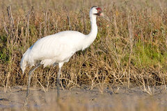 Whooping Crane